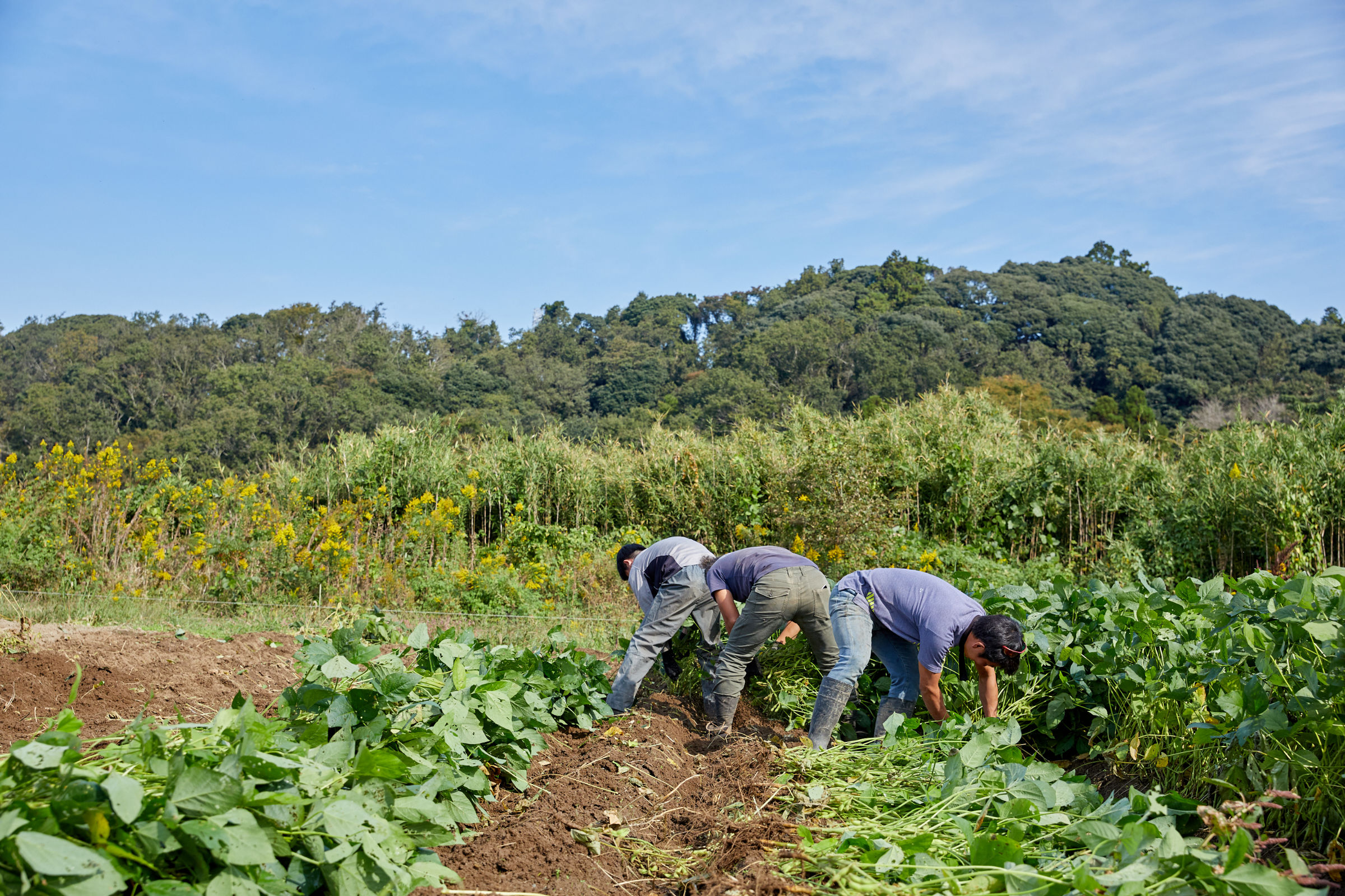 クルックフィールズ リクルートイメージ